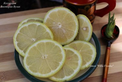 C. limon Villa Franka5 - 